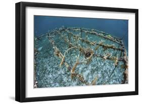 Staghorn Corals are Being Grown Off Turneffe Atoll in Belize-Stocktrek Images-Framed Photographic Print