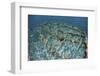 Staghorn Corals are Being Grown Off Turneffe Atoll in Belize-Stocktrek Images-Framed Photographic Print