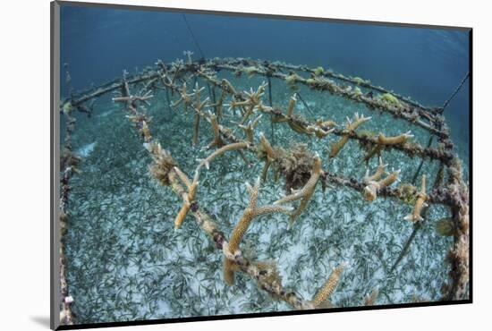 Staghorn Corals are Being Grown Off Turneffe Atoll in Belize-Stocktrek Images-Mounted Photographic Print