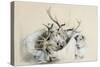 Stags' Heads and Dog, 1857 (Pencil on Paper)-Edwin Henry Landseer-Stretched Canvas