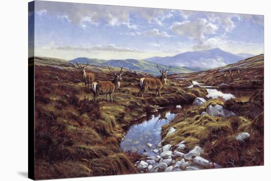 Stags-Peter Munro-Stretched Canvas