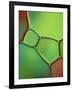 Stained Glass IV-Cora Niele-Framed Photographic Print