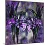Stained Glass Orchids-Mindy Sommers-Mounted Giclee Print