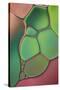 Stained Glass V-Cora Niele-Stretched Canvas