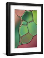 Stained Glass V-Cora Niele-Framed Photographic Print