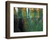 Stained Rock Underwater, Pictured Rocks National Lakeshore, Michigan, USA-Claudia Adams-Framed Photographic Print