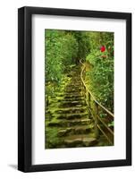 Stairs in Wild Garden, Portland Japanese Garden, Portland, Oregon, Usa-Michel Hersen-Framed Photographic Print