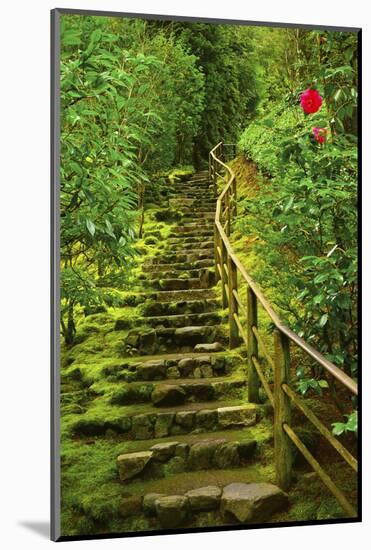 Stairs in Wild Garden, Portland Japanese Garden, Portland, Oregon, Usa-Michel Hersen-Mounted Photographic Print