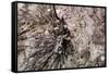 Stalactite-Alessandro dyd-Framed Stretched Canvas