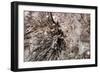 Stalactite-Alessandro dyd-Framed Photographic Print