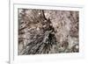 Stalactite-Alessandro dyd-Framed Photographic Print