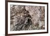 Stalactite-Alessandro dyd-Framed Photographic Print