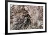 Stalactite-Alessandro dyd-Framed Photographic Print