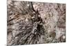 Stalactite-Alessandro dyd-Mounted Photographic Print