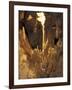 Stalactites and Stalagmites, Drapery Room, Mammoth Cave National Park, Kentucky, USA-Adam Jones-Framed Photographic Print