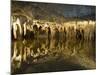 Stalactites Stalagmites, Louray Caverns, Virginia, USA-Merrill Images-Mounted Photographic Print