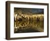 Stalactites Stalagmites, Louray Caverns, Virginia, USA-Merrill Images-Framed Photographic Print