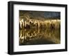 Stalactites Stalagmites, Louray Caverns, Virginia, USA-Merrill Images-Framed Photographic Print