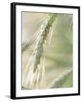 Stalk of Wheat-null-Framed Photographic Print