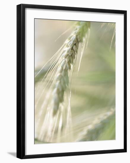 Stalk of Wheat-null-Framed Photographic Print