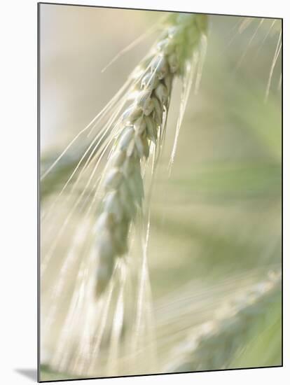 Stalk of Wheat-null-Mounted Photographic Print