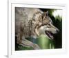 Stalking Gray Wolf-Joni Johnson-Godsy-Framed Giclee Print