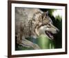 Stalking Gray Wolf-Joni Johnson-Godsy-Framed Giclee Print