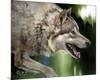 Stalking Gray Wolf-Joni Johnson-Godsy-Mounted Giclee Print