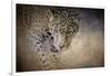 Stalking Her Prey Leopard-Jai Johnson-Framed Giclee Print