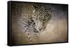 Stalking Her Prey Leopard-Jai Johnson-Framed Stretched Canvas