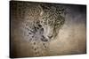 Stalking Her Prey Leopard-Jai Johnson-Stretched Canvas