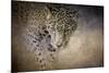 Stalking Her Prey Leopard-Jai Johnson-Mounted Giclee Print