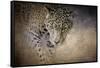 Stalking Her Prey Leopard-Jai Johnson-Framed Stretched Canvas