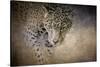 Stalking Her Prey Leopard-Jai Johnson-Stretched Canvas