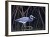 Stalking in the Mangroves-Greg Barsh-Framed Photographic Print