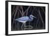 Stalking in the Mangroves-Greg Barsh-Framed Photographic Print