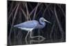 Stalking in the Mangroves-Greg Barsh-Mounted Photographic Print