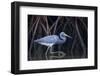 Stalking in the Mangroves-Greg Barsh-Framed Photographic Print