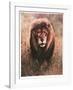Stalking Lion-Nancy Glazier-Framed Collectable Print