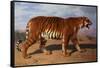 Stalking Tiger-Rosa Bonheur-Framed Stretched Canvas