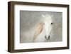 Stallion Face-Merrie Asimow-Framed Photographic Print