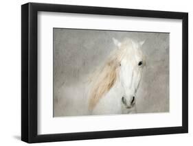 Stallion Face-Merrie Asimow-Framed Photographic Print