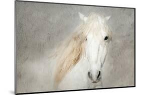 Stallion Face-Merrie Asimow-Mounted Photographic Print