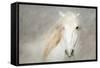 Stallion Face-Merrie Asimow-Framed Stretched Canvas