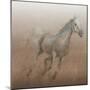 Stallion I on Leather-James Wiens-Mounted Art Print