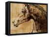 Stallion I-Anna Polanski-Framed Stretched Canvas