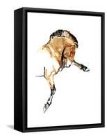 Stallion (Przewalski), 2013-Mark Adlington-Framed Stretched Canvas