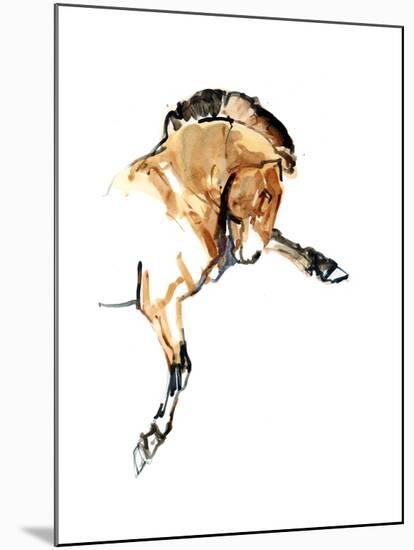 Stallion (Przewalski), 2013-Mark Adlington-Mounted Giclee Print