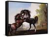 Stallions Fighting-George Stubbs-Framed Stretched Canvas