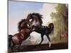 Stallions Fighting-George Stubbs-Mounted Giclee Print